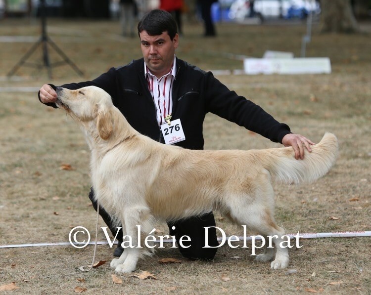 CH. Qu'en dira t'on Of Golden Orf