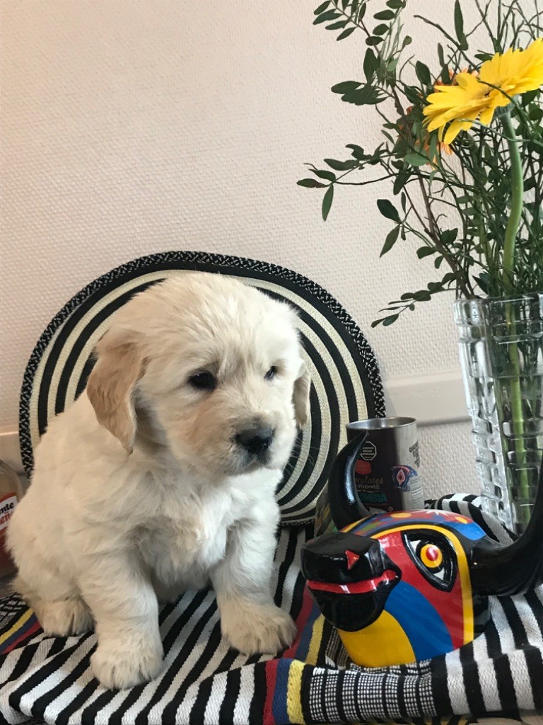 Du Ruisseau De La Groseille - Chiot disponible  - Golden Retriever