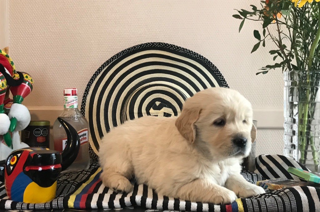 Du Ruisseau De La Groseille - Chiot disponible  - Golden Retriever