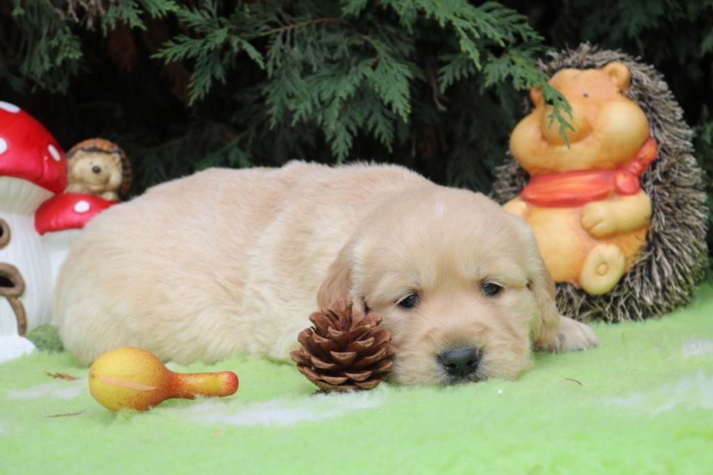 Du Ruisseau De La Groseille - Chiot disponible  - Golden Retriever