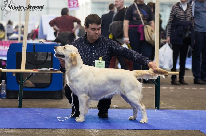 Du Ruisseau De La Groseille - Lady BOB Jeune Genève Qualifiée Crufts 2017!!!!