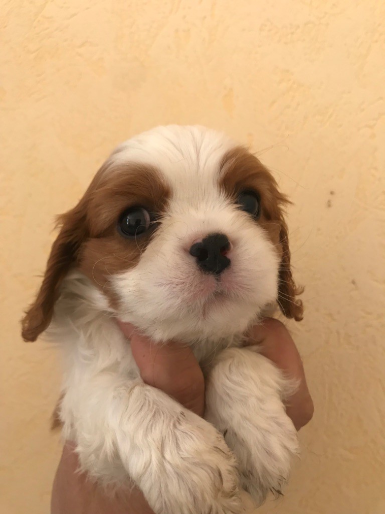 Du Ruisseau De La Groseille - Chiots disponibles - Cavalier King Charles Spaniel