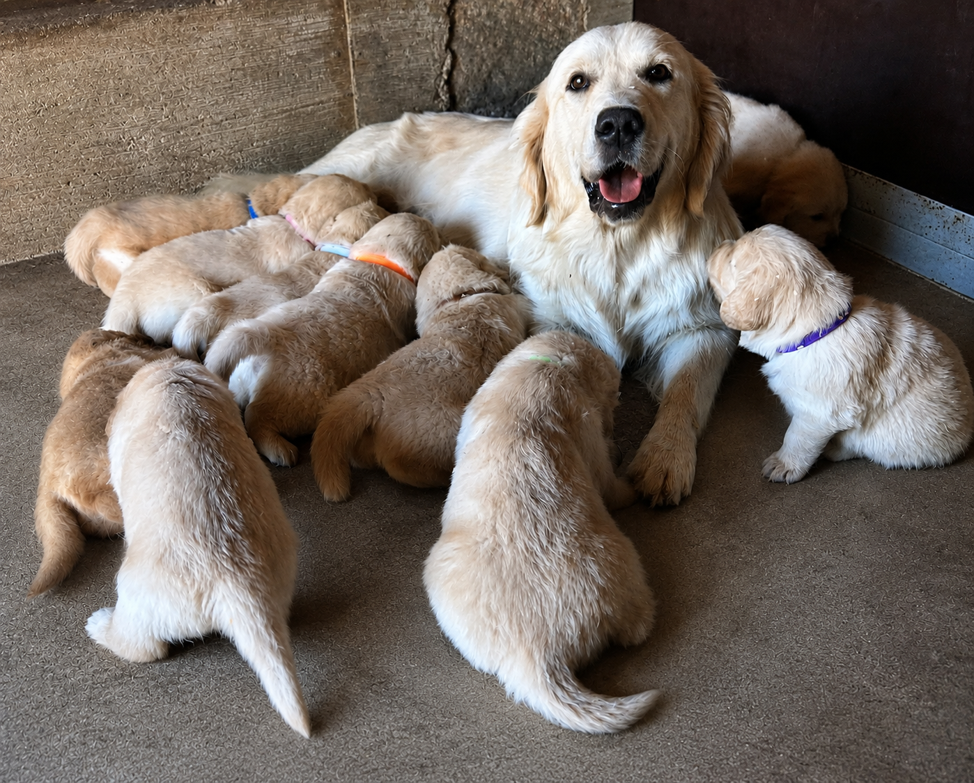 Chiot Golden Retriever Du Ruisseau De La Groseille