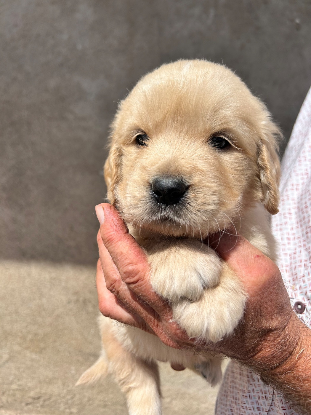 Du Ruisseau De La Groseille - Chiots disponibles - Golden Retriever