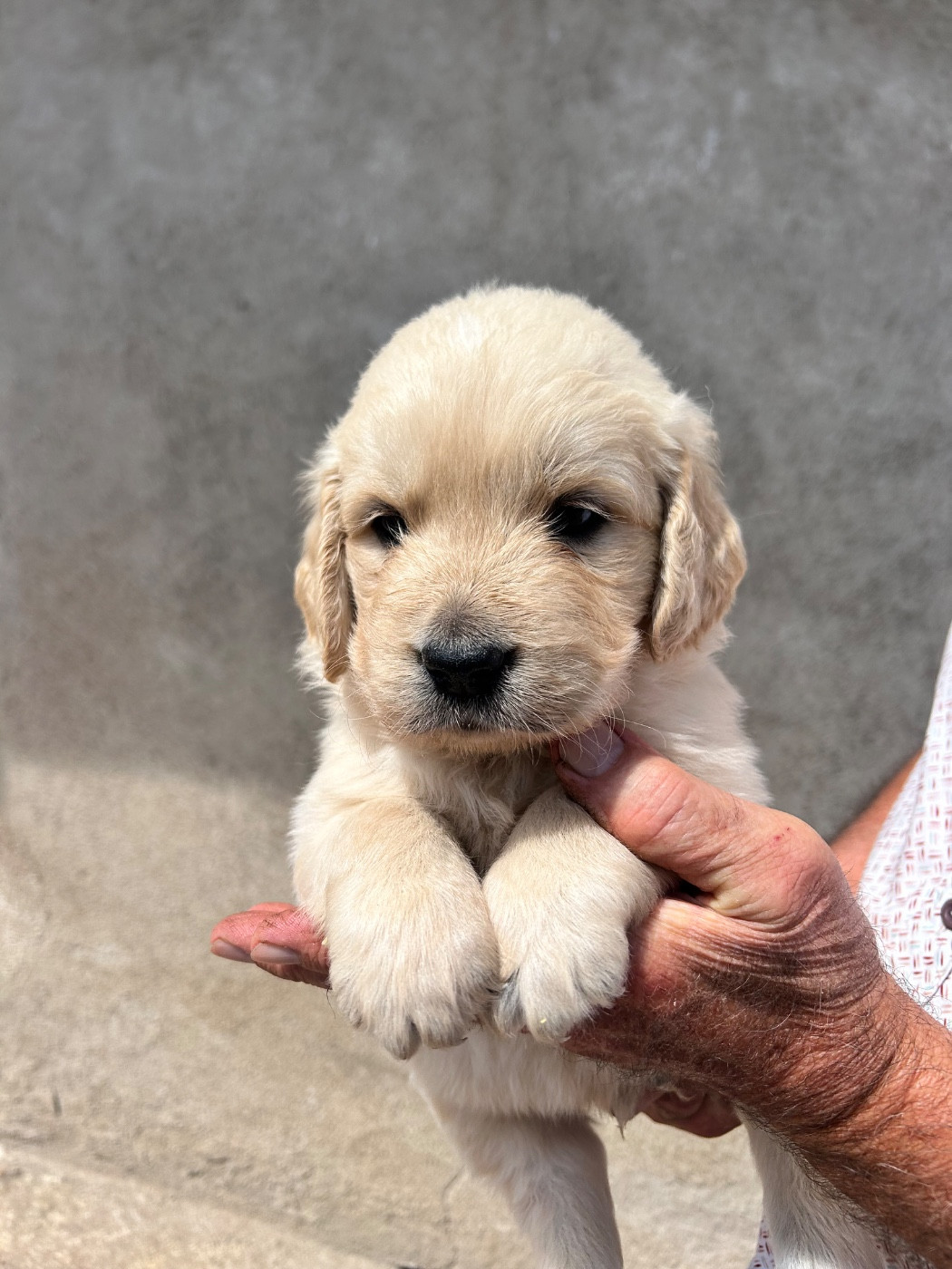 Du Ruisseau De La Groseille - Chiots disponibles - Golden Retriever