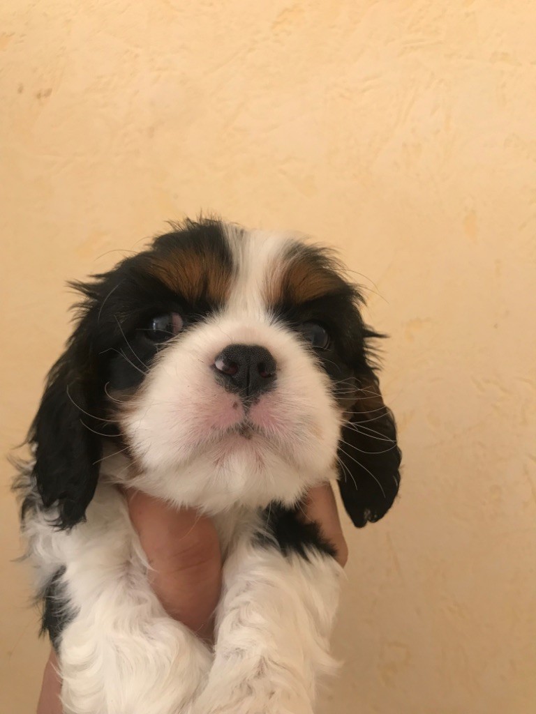 Du Ruisseau De La Groseille - Chiots disponibles - Cavalier King Charles Spaniel