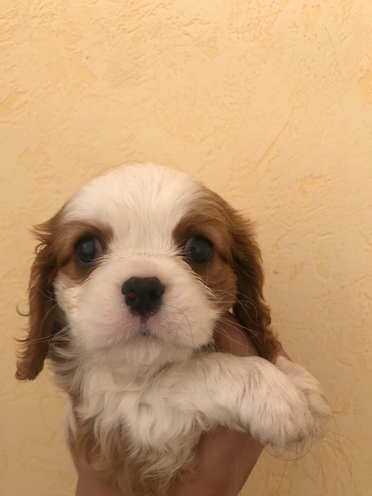 Du Ruisseau De La Groseille - Chiots disponibles - Cavalier King Charles Spaniel