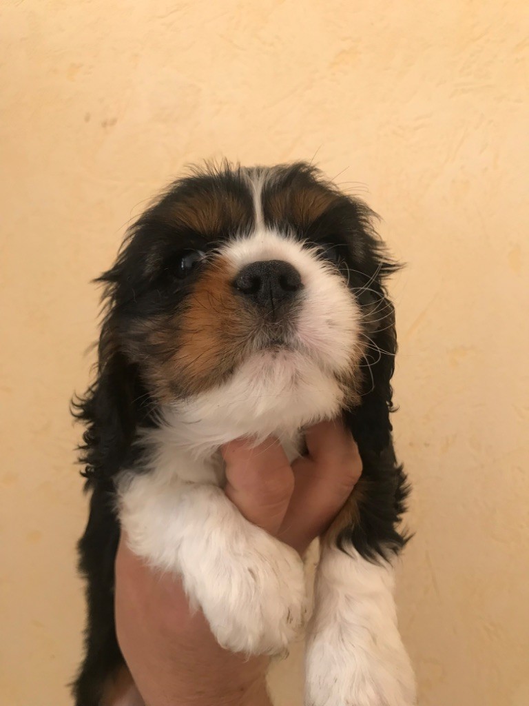 Du Ruisseau De La Groseille - Chiots disponibles - Cavalier King Charles Spaniel