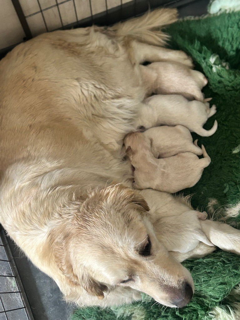 Chiot Golden Retriever Du Ruisseau De La Groseille