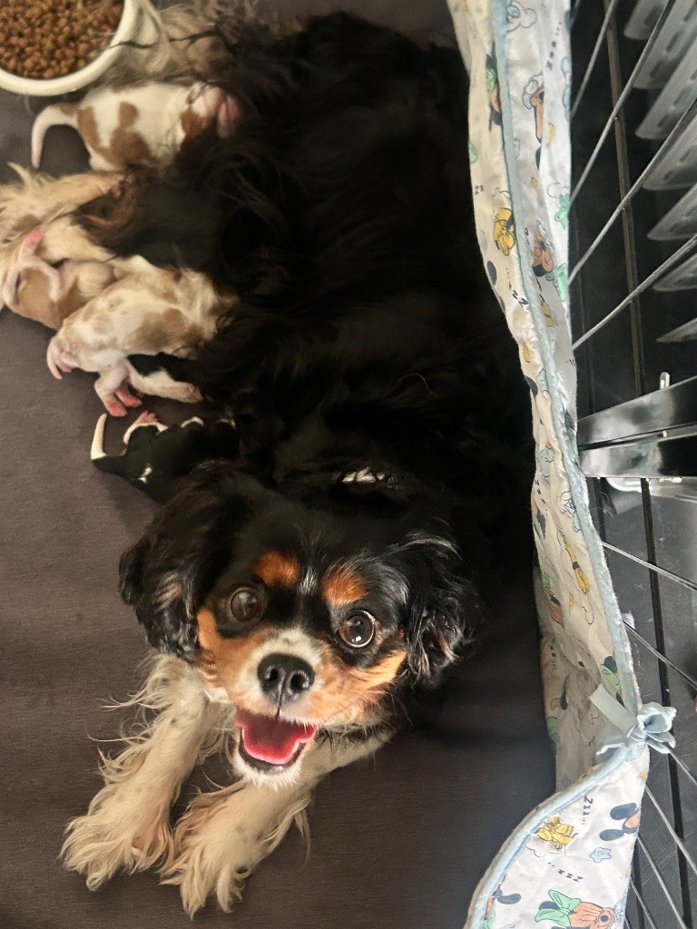 Du Ruisseau De La Groseille - Cavalier King Charles Spaniel - Portée née le 09/12/2025