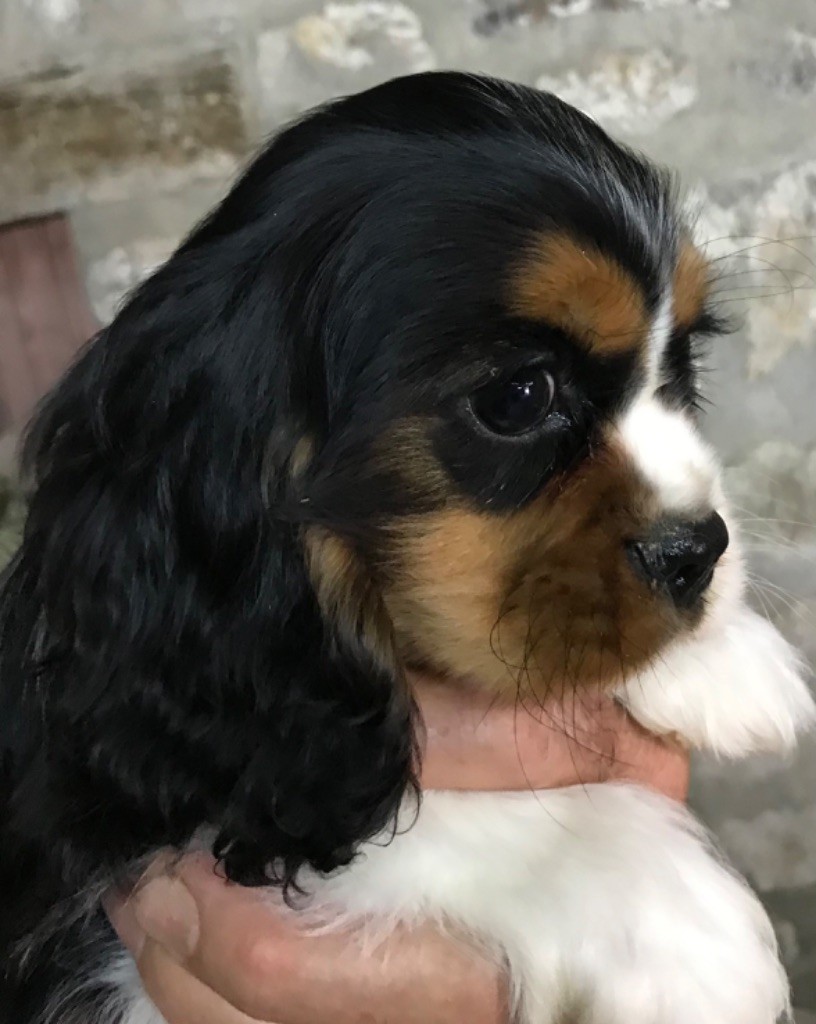 Du Ruisseau De La Groseille - Chiots disponibles - Cavalier King Charles Spaniel