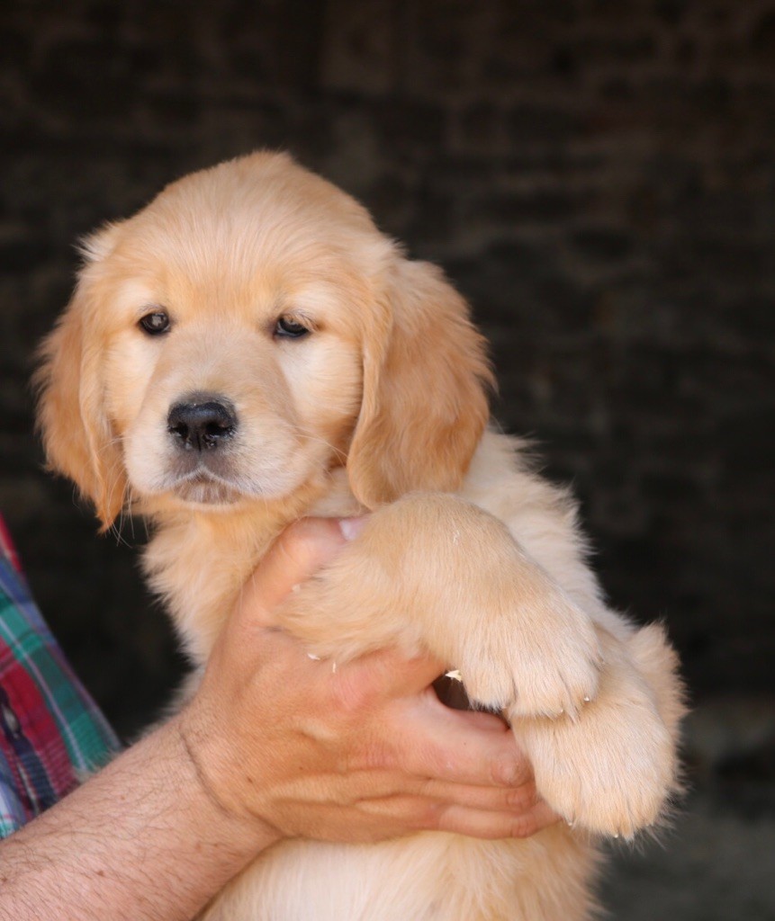 Du Ruisseau De La Groseille - Chiots disponibles - Golden Retriever