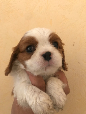 CHIOT 1