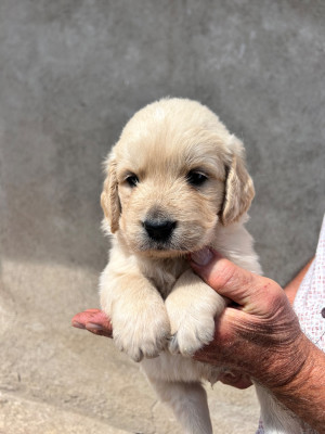 Chiot N°2