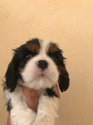 CHIOT 5
