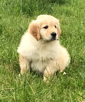 CHIOT 1