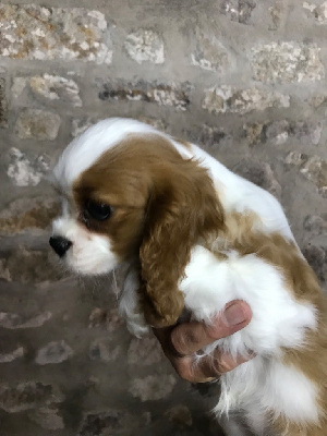 CHIOT 1