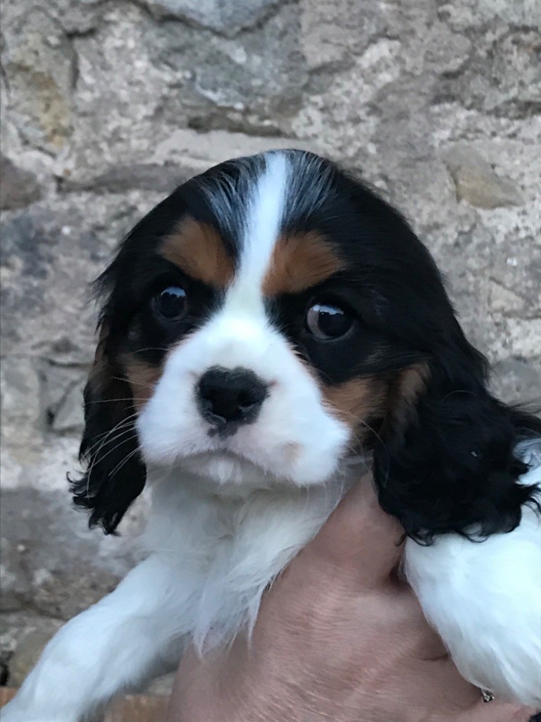 Du Ruisseau De La Groseille - Chiots disponibles - Cavalier King Charles Spaniel