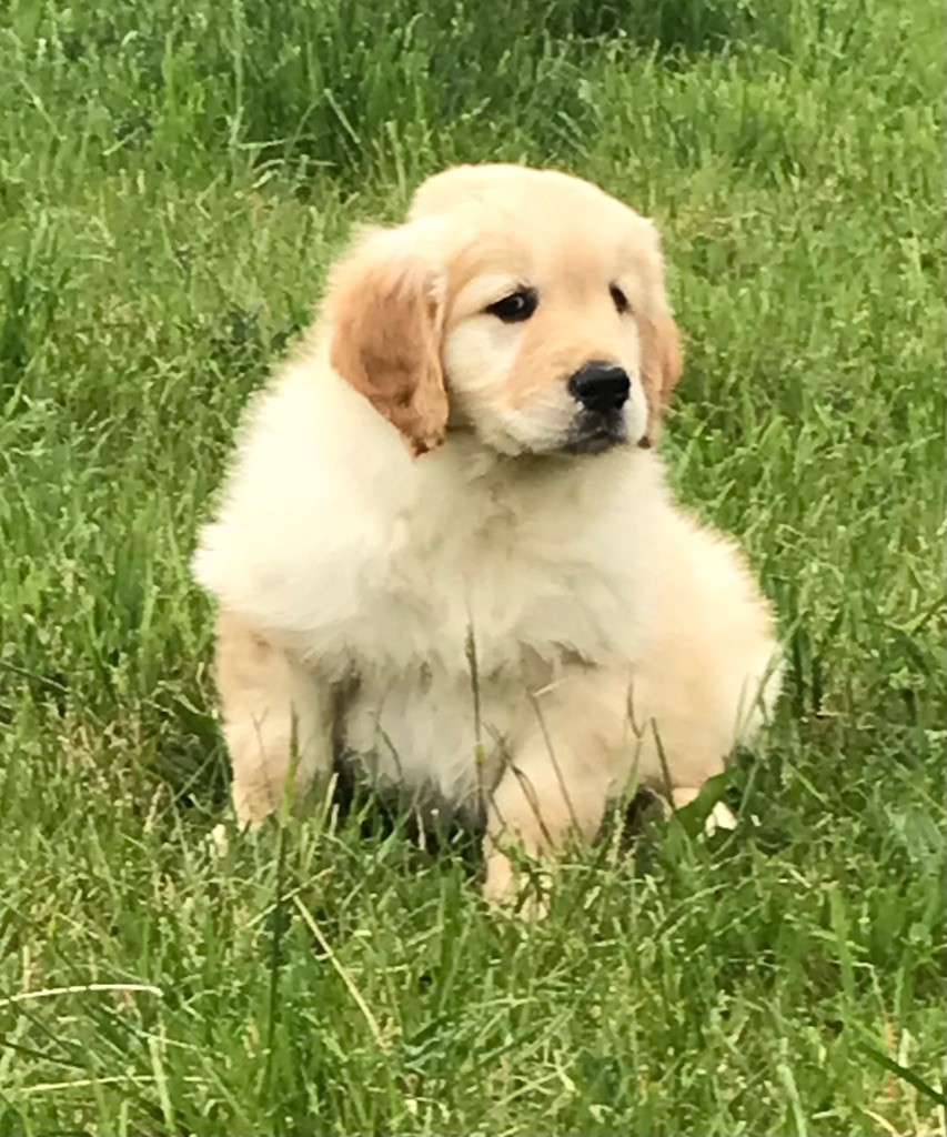 Du Ruisseau De La Groseille - Chiots disponibles - Golden Retriever
