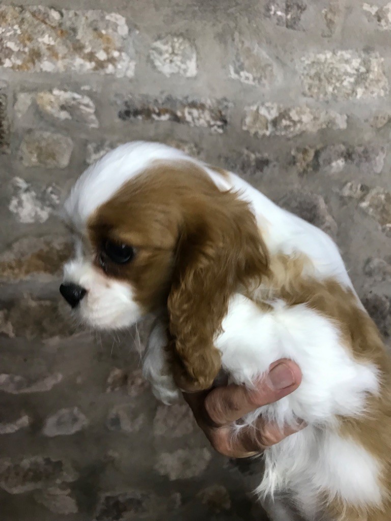 Du Ruisseau De La Groseille - Chiots disponibles - Cavalier King Charles Spaniel