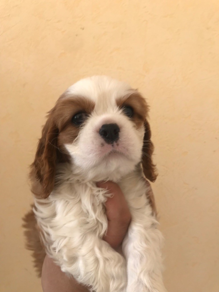 Du Ruisseau De La Groseille - Chiots disponibles - Cavalier King Charles Spaniel